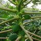Papaja Baum/Strauch die wie Unkraut wachsen